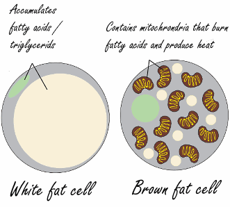 brownfatcell - geen-categorie - Bruin vet...